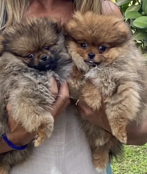 Fred e Wilma