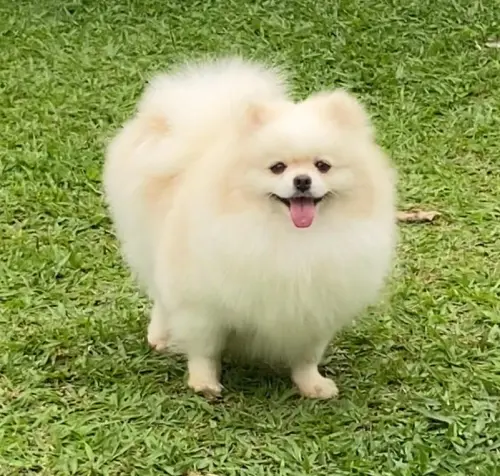 Pedrita