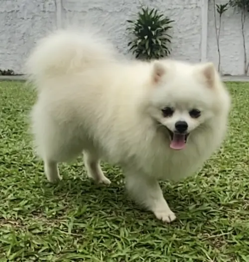 Bambam