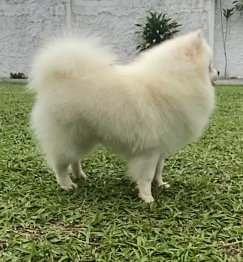Bambam