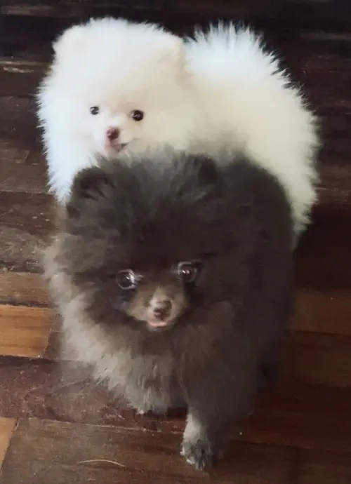 Lili e Lola