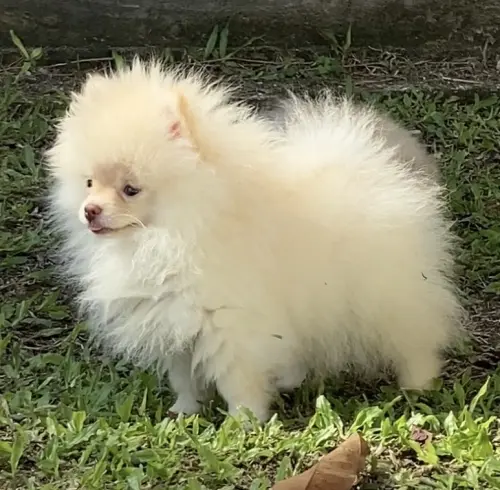 Lili e Lola